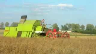 Żniwa rzepakowe 2015 claas protector [upl. by Aemat610]