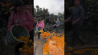 Orange Fruit Harvesting from Farm with Beautiful Natural Orange Garden farming orange [upl. by Basham631]