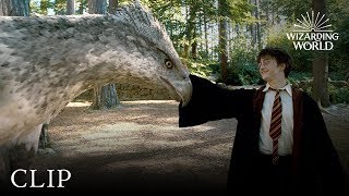 Meet Buckbeak  Harry Potter and the Prisoner of the Azkaban [upl. by Schluter113]