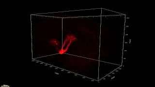 GPR151 Gprotein coupled receptor volume immunostaining iDISCO in the mouse brain [upl. by Aram]