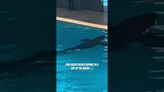 Orcas Flipping In amp Out Of The Water 🐋orcas orcaencounter flipping flopping livetricks fyp [upl. by Egroej]