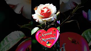 Good Morning Status Video WhatsApp Status Video Good Morning 20112024 [upl. by Thun356]