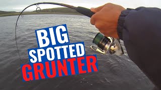 BREEDE RIVER  BIG Spotted Grunter AWESOME WITSAND FISHING BIG River Fish [upl. by Almat19]