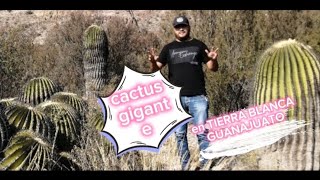 CACTÁCEAS GIGANTES en TIERRA BLANCA GUANAJUATO [upl. by Alo258]