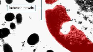 Euchromatin and heterochromatin [upl. by Dirrej]