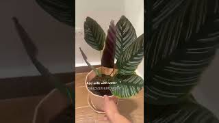 Recuse calathea relatedvideo plants garden gardening phnompenh cambodia houseplants [upl. by Eitisahc]