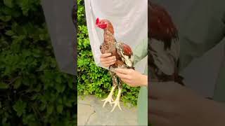 Cheena or laka kras ma aseel rooster aseelmurga miawali pakistani viralmyshortsvideo [upl. by Annirtak646]