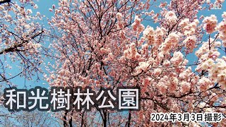 【4K】和光樹林公園・桜・マンサク（2024年3月3日） [upl. by Ramhaj]