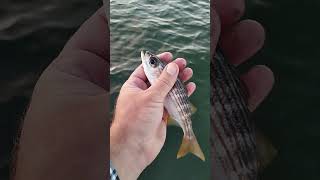 Beautiful Salema caught fishing from the Boat werftv [upl. by Tecla625]