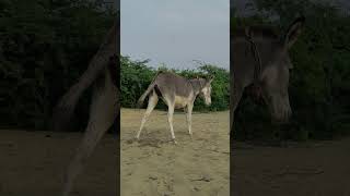 Donkeys happy shortfeed youtubeshorts animals janwar pets [upl. by Ittam]