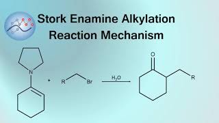 Stork Enamine Alkylation Mechanism  Organic Chemistry [upl. by Ivetts]