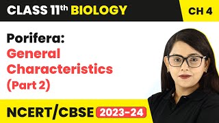 Porifera General Characteristics Part 2  Animal Kingdom  Class 11 Biology Chapter 4 NCERTCBSE [upl. by Corty]