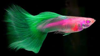 15 Most Beautiful EXOTIC Guppy in 2021👑👑 Part2 Daily Guppy Videos Fish KEEPING tIPS [upl. by Radie]