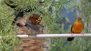 Aviary update Cautiously optimistic about OrangeBreasted waxbill chicks [upl. by Nevur]