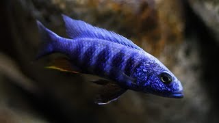 Sciaenochromis fryeri quotchidunga rocksquot WF [upl. by Asyla]