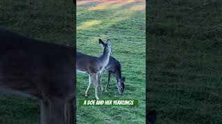 An Alabama Whitetail Doe and her Yearlings alabama whitetaildeer doe yearling [upl. by Roldan]