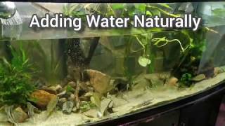 How to Fill Aquarium Naturally  Mimicking Rain ✓ Low Fish Stress 🐳 [upl. by Trygve]