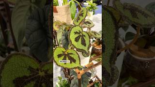 Proven Winners Houseplants  What’s New for 2024 plants houseplants [upl. by Borden]