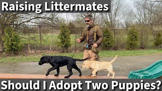 Should I Adopt Two Puppies What About Littermate Syndrome [upl. by Cori]