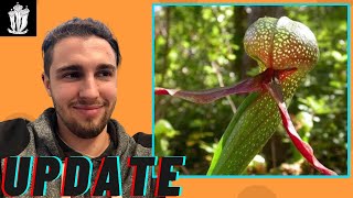 Cobra Lilly Plant Update Darlingtonia californica [upl. by Marty]