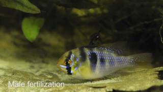 Microgeophagus ramirezi breeding [upl. by Macur]