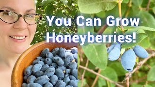 Start Berry Season a Whole MONTH Earlier All About Honeyberries [upl. by Potash]