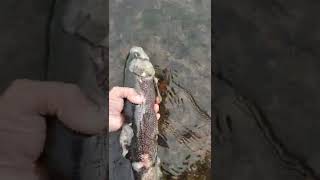 saprolegnia disease in wild trout after spawn 20quot bow [upl. by Rebmetpes481]