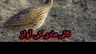 kali madi ki awaz  New Black female Francolin sound 2019 [upl. by Eetsim]