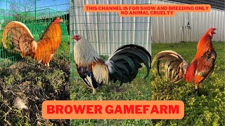 Beautiful Farm of Brower Gamefarm  01 [upl. by Justine]