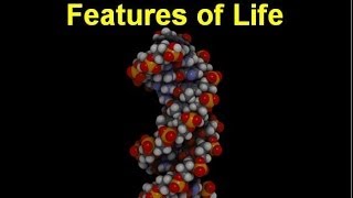 Characteristics of Life  Life Features updated [upl. by Tenej]