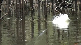 ATAQUES NA FLORESTA Pescaria de Tucunaré Açu Rio Juma Amazônia 3 [upl. by Cole]