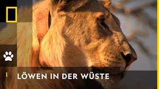 Die Wüstenlöwen der Namib  Big Cat Februar [upl. by Elyn899]