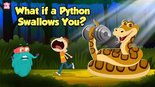 What If a Python Swallows You  How do Pythons Digest their Food  The Dr Binocs Show [upl. by Letti]