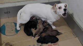 Newborn Puppies Say To Mom Why Are You So Aggressive And Barking For So Long [upl. by Lodovico]