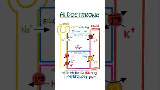 Aldosterone  Kidney Physiology …anatomy physiology biology nurse doctor mbbs nclex usmle [upl. by Len282]