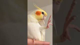 Adorable Cockatiel Sings with dancing foot 😍 cockatielscraze [upl. by Eiffub]