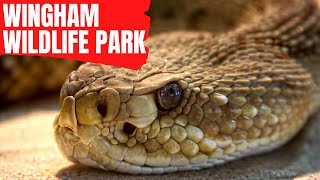 REPTILE HOUSE Walkthrough tour  Wingham Wildlife Park  Kent  United Kingdom [upl. by Atiugram]