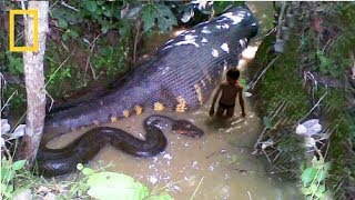 National Geographic  Deep Jungle quotMonsters of the Forestquot  BBC Documentary [upl. by Akinnor]