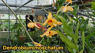 Dendrobium moschatum표순석곡 덴드로비움 모스차툼 [upl. by Annoyed]