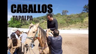 CABALLOS PARA CABALGAR EN TAPALPA  COMO DOMAR A UN CABALLO [upl. by Carissa]