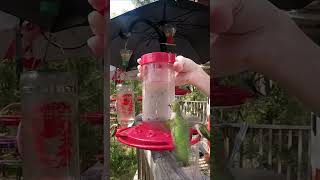 Hummingbirds I Might Be Having Too Much Fun humingbird birds nature wildlife short sound [upl. by Newg]