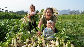 Harvest giant radishes to sell at the market  cook nutritious porridge for your children to eat [upl. by Andromada]