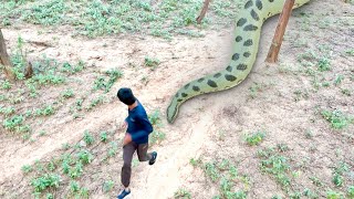 Green Anaconda Snake Chasing Boy In Jungle [upl. by Otsugua]