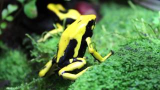 Dendrobates Tinctorius quotMatechoquot Feeding HD CloseUps [upl. by Oidiple752]