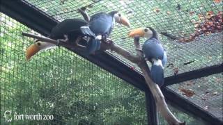 Three Toco toucans hatch at the Fort Worth Zoo [upl. by Secnarfyram454]