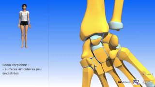 Les mouvements du poignet  Les principaux facteurs de contention du poignet [upl. by Circosta]
