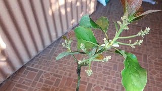 How to Easy Grafting of Avocado [upl. by Hairem]