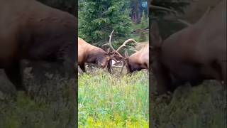 Bonehead shedding his velvet at 4 years old deer velvet shedding animals facts youtube [upl. by Redleh212]