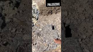 Hunting Ancient TRILOBITE Fossils [upl. by Amador792]