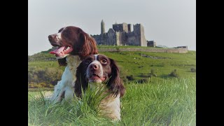 Roughshooting with English Springer spaniels [upl. by Bushey]